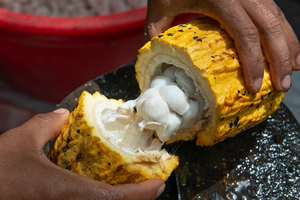 Production de fèves de cacao de la Côte d'Ivoire de 1961 à 2021